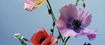 Флористика с нуля