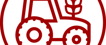 Выращивание винограда