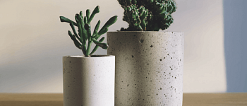 Горшечные растения